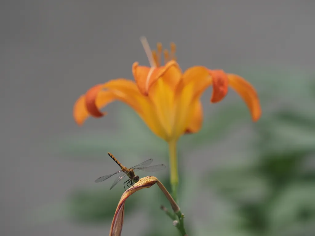 a dragonfly on the end of a wilted flower