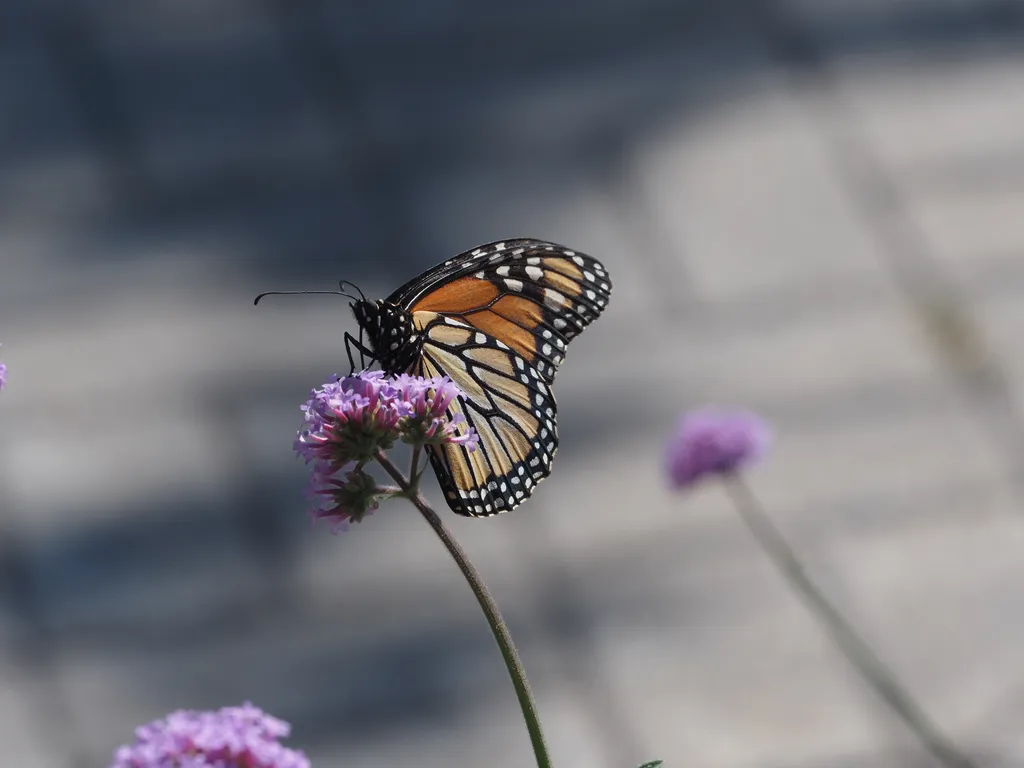 a butterfly visiting purple flowers