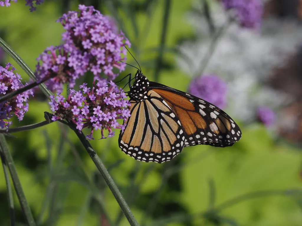 a butterfly visiting purple flowers