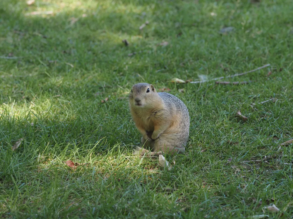 a large ground squirrel on hind legs