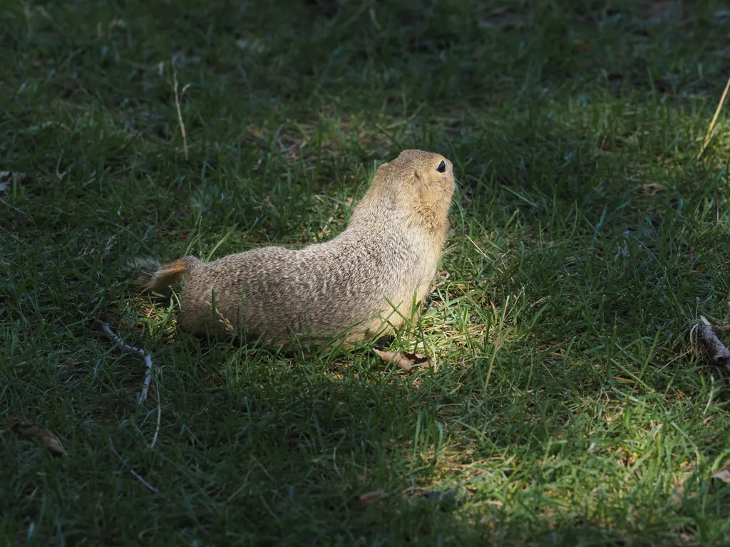 a large ground squirrel in a beam of light