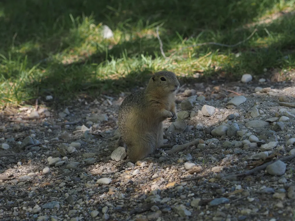 a ground squirrel