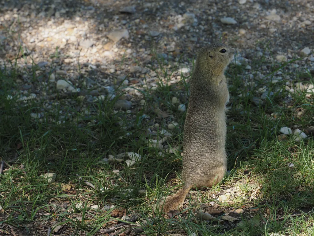 a ground squirrel on hind legs