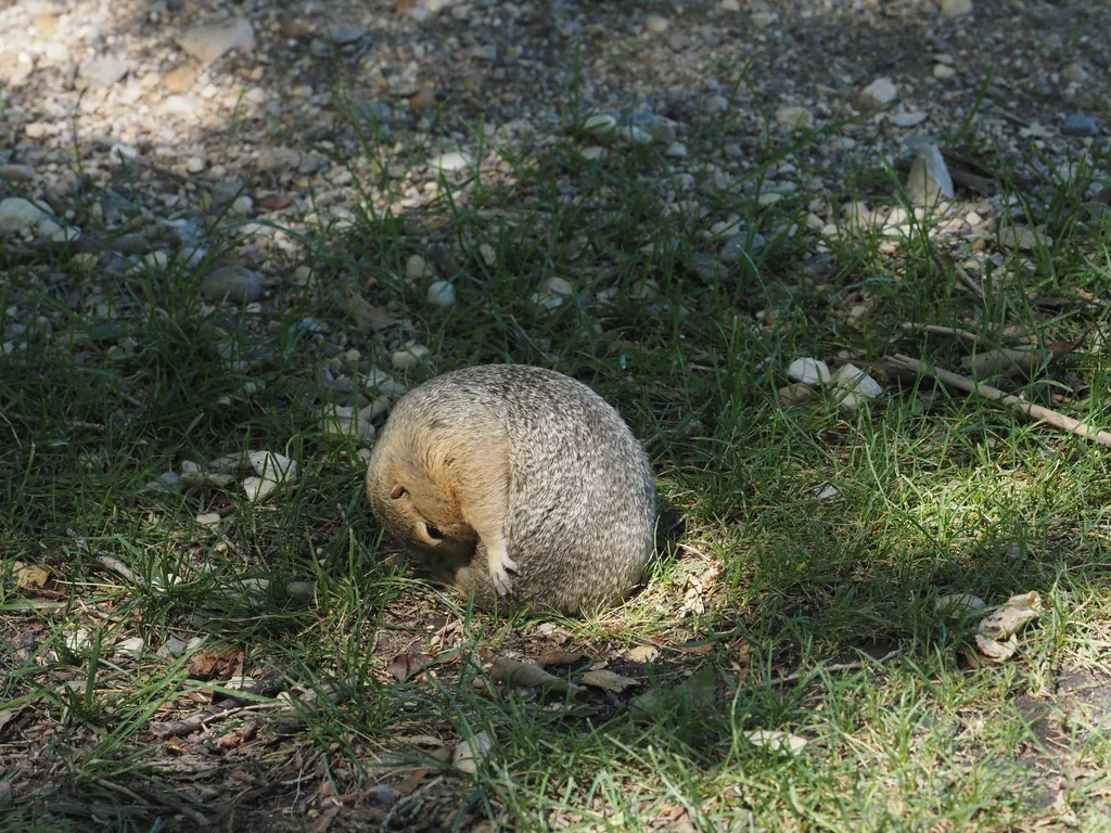 a ground squirrel