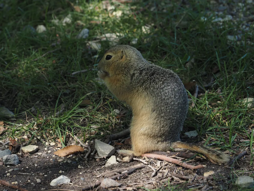 a ground squirrel