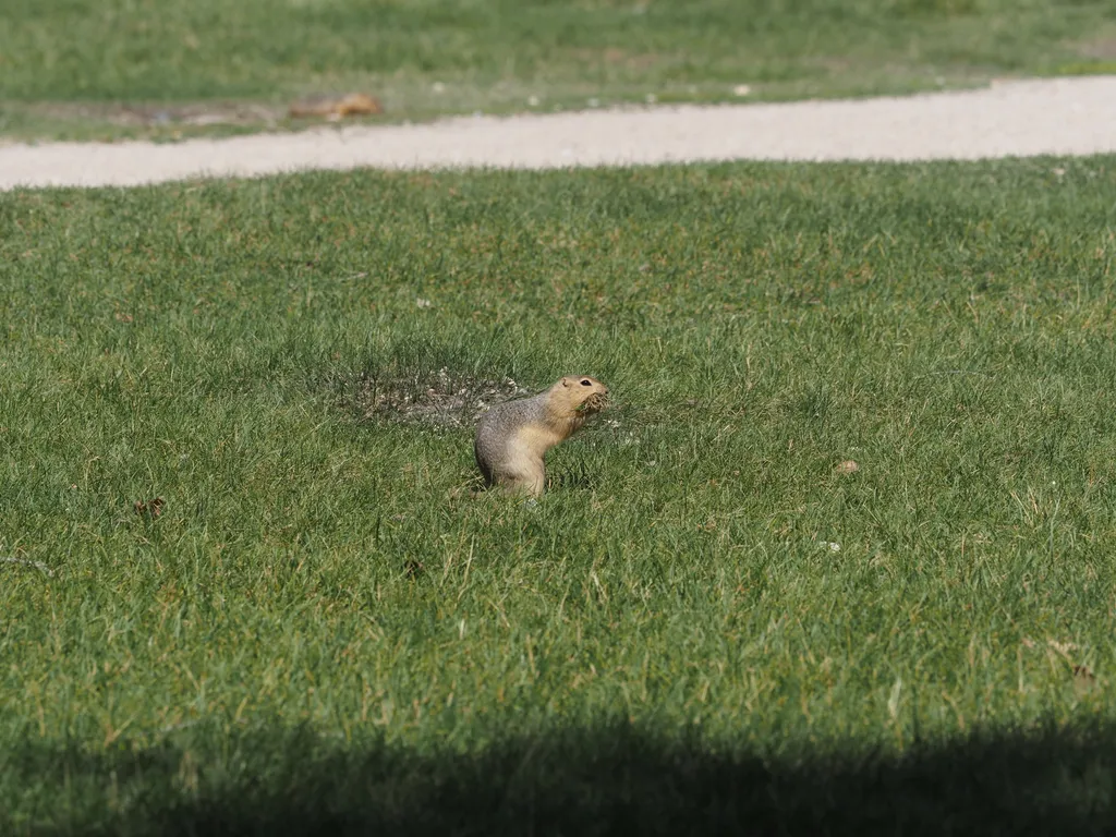 a ground squirrel with grass in their mouth