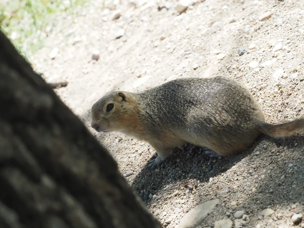 a ground squirrel