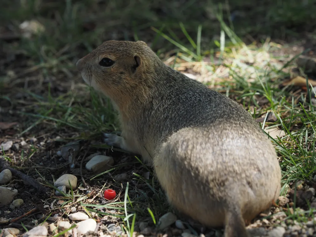 a ground squirrel