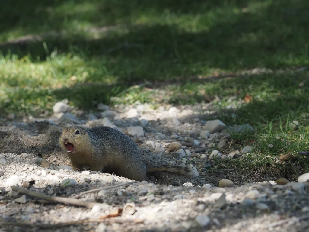 a ground squirrel yelling by the entrance to their hole