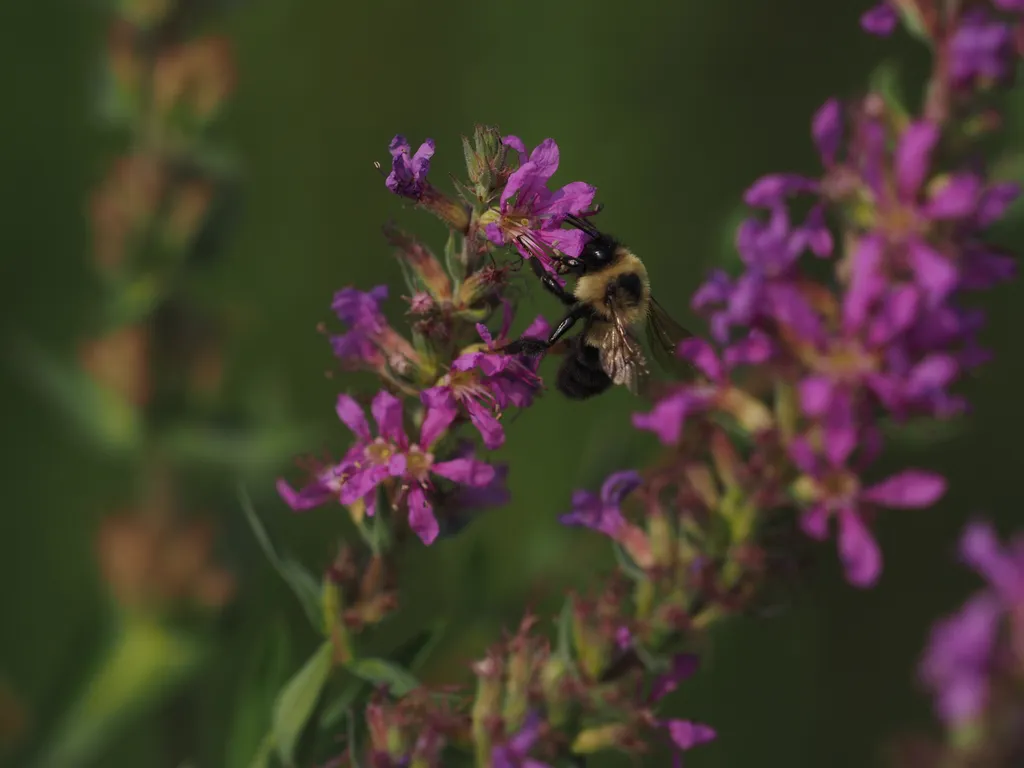 a bee visiting pink-purple flowers