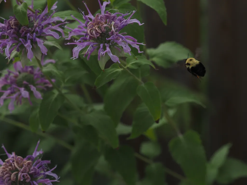 a bee flying toward some flowers