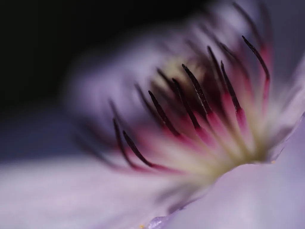 a close-up of the center of a flower