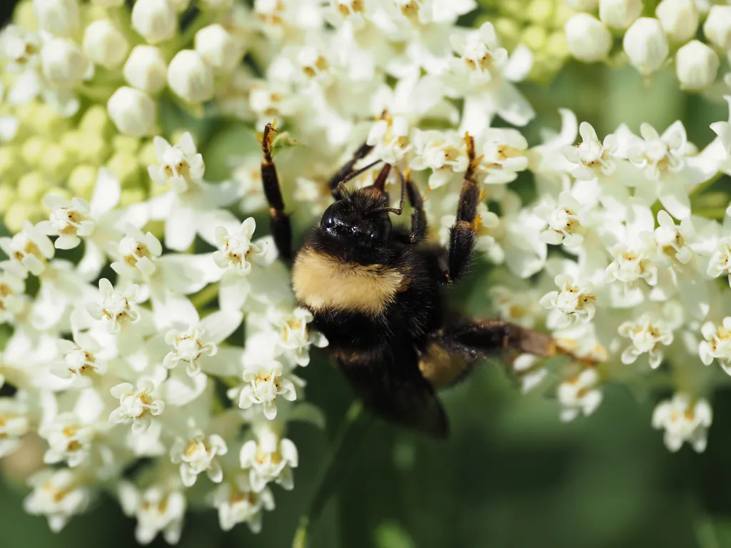 a bee visiting tiny white flowers