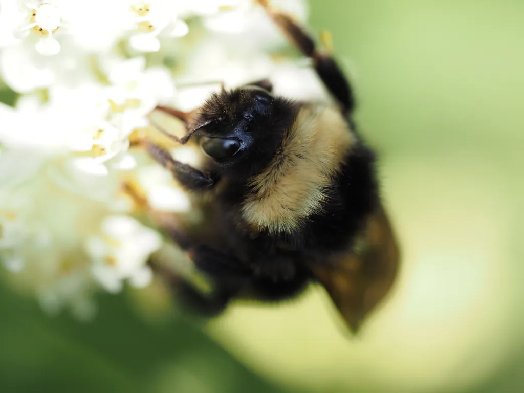 a bee visiting tiny white flowers