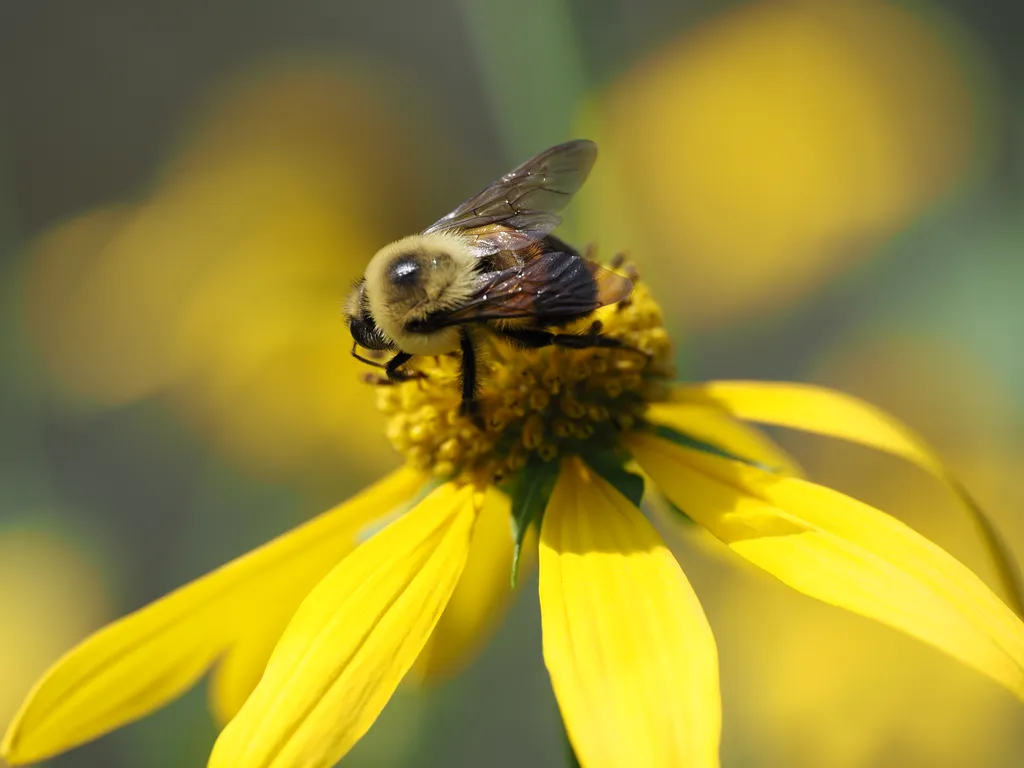 a bee on a flower