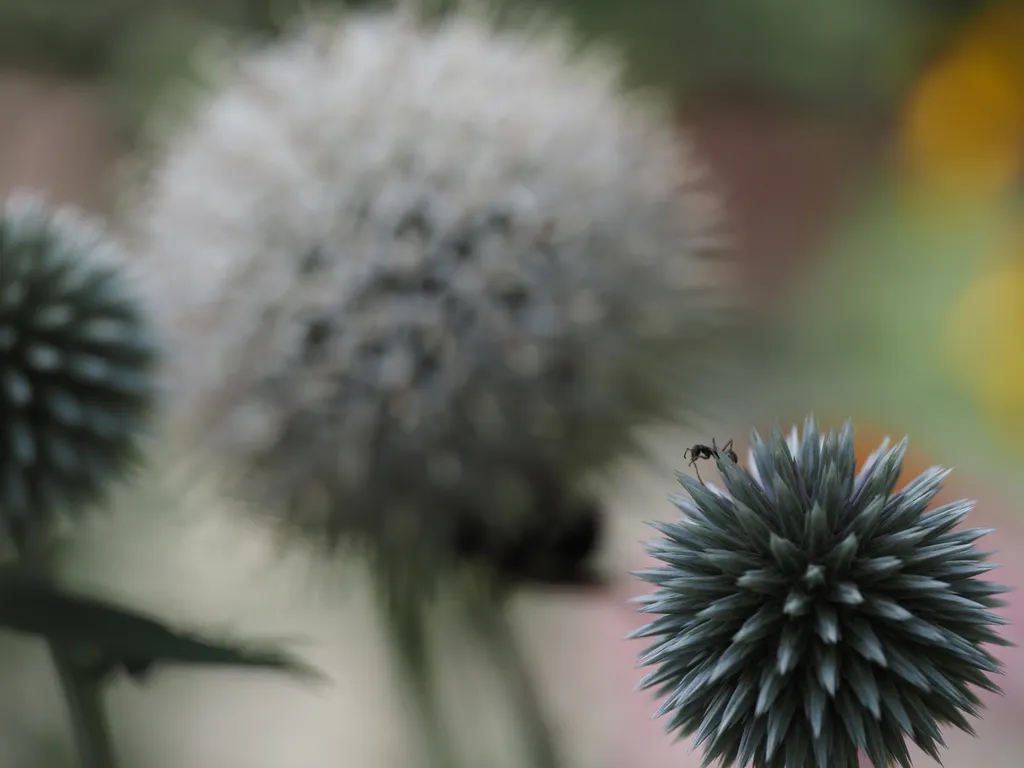 an ant on a thistle