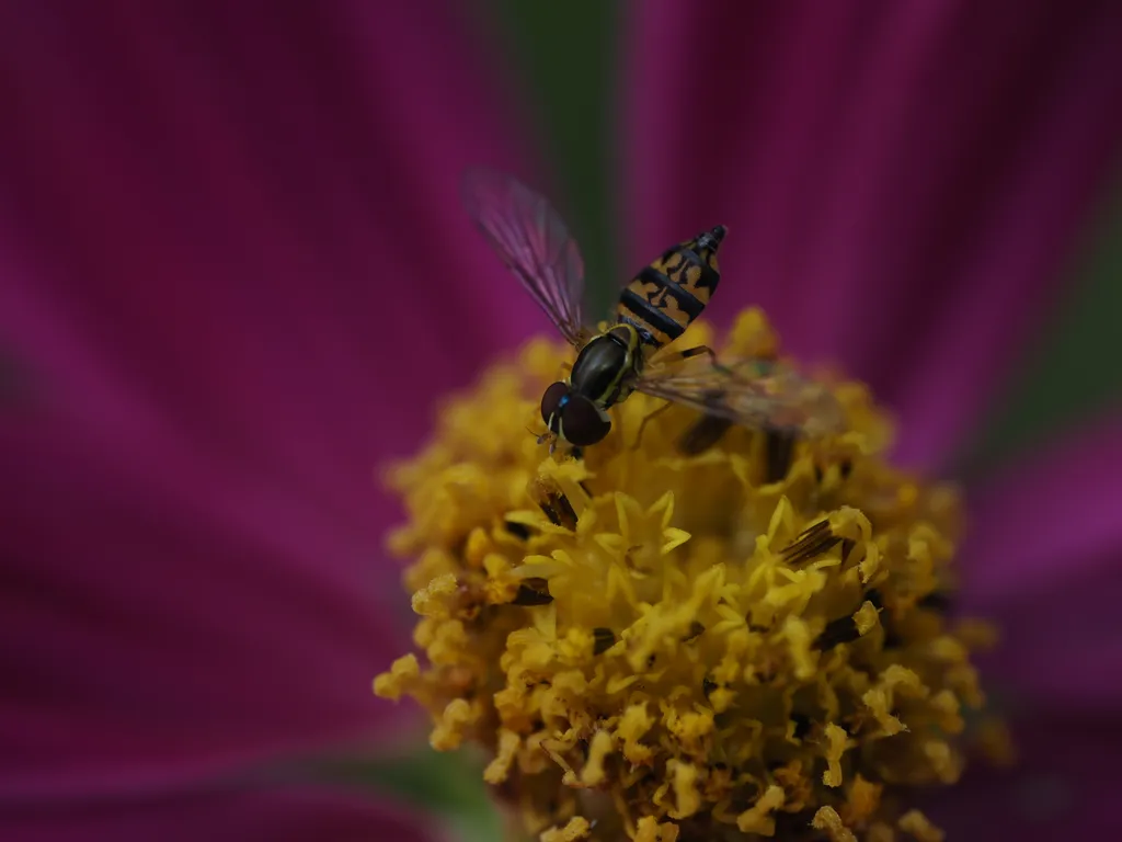 a fly visiting a flower