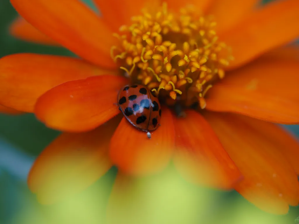 a ladybug on a flower