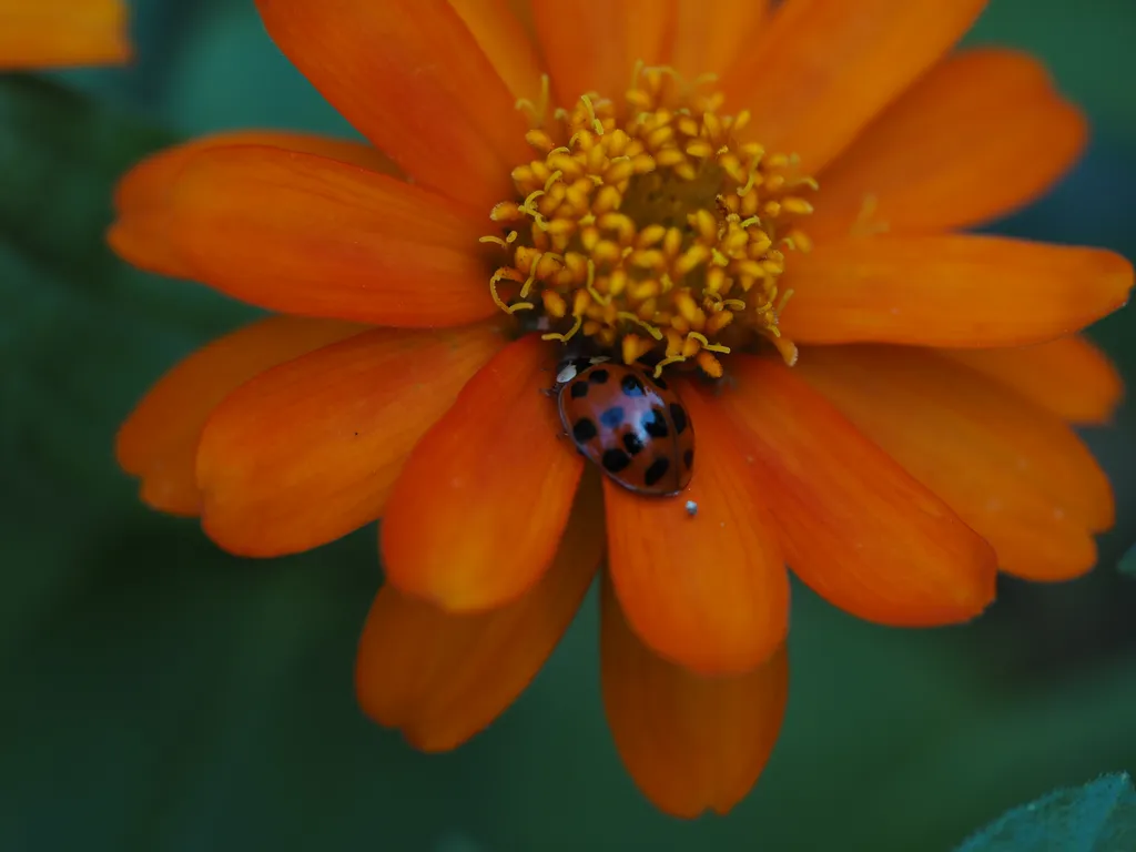 a ladybug on a flower