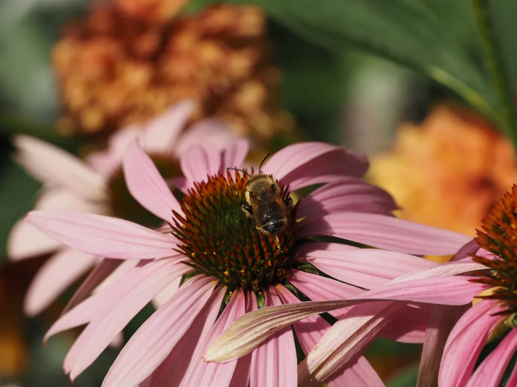 a bee flying toward some flowers