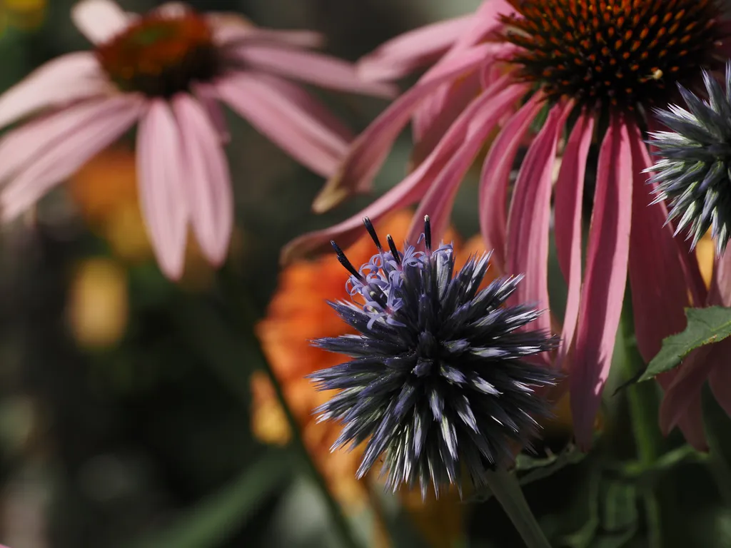 multi-coloured flowers