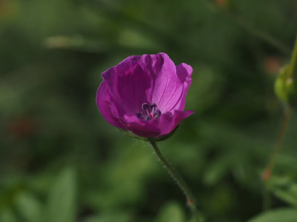 a pink flower