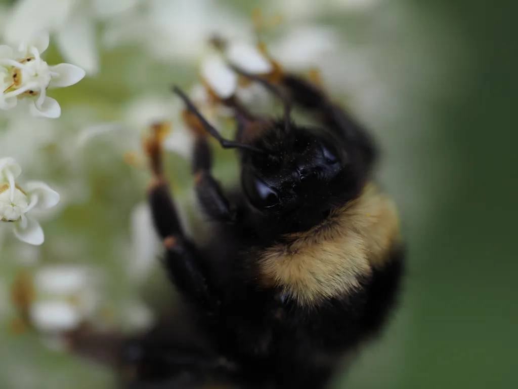 a bee on flowers