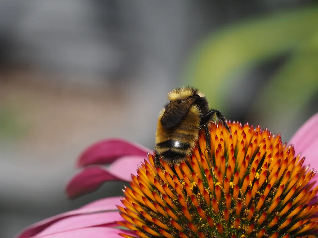 a bee on a flower