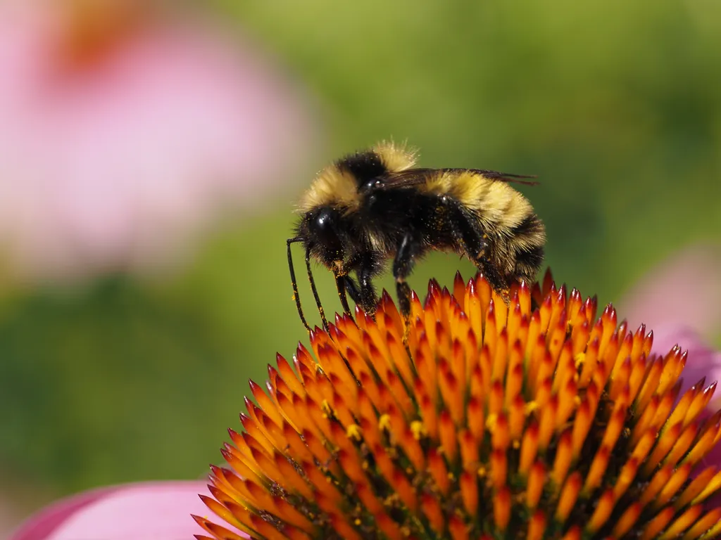 a bee on a flower