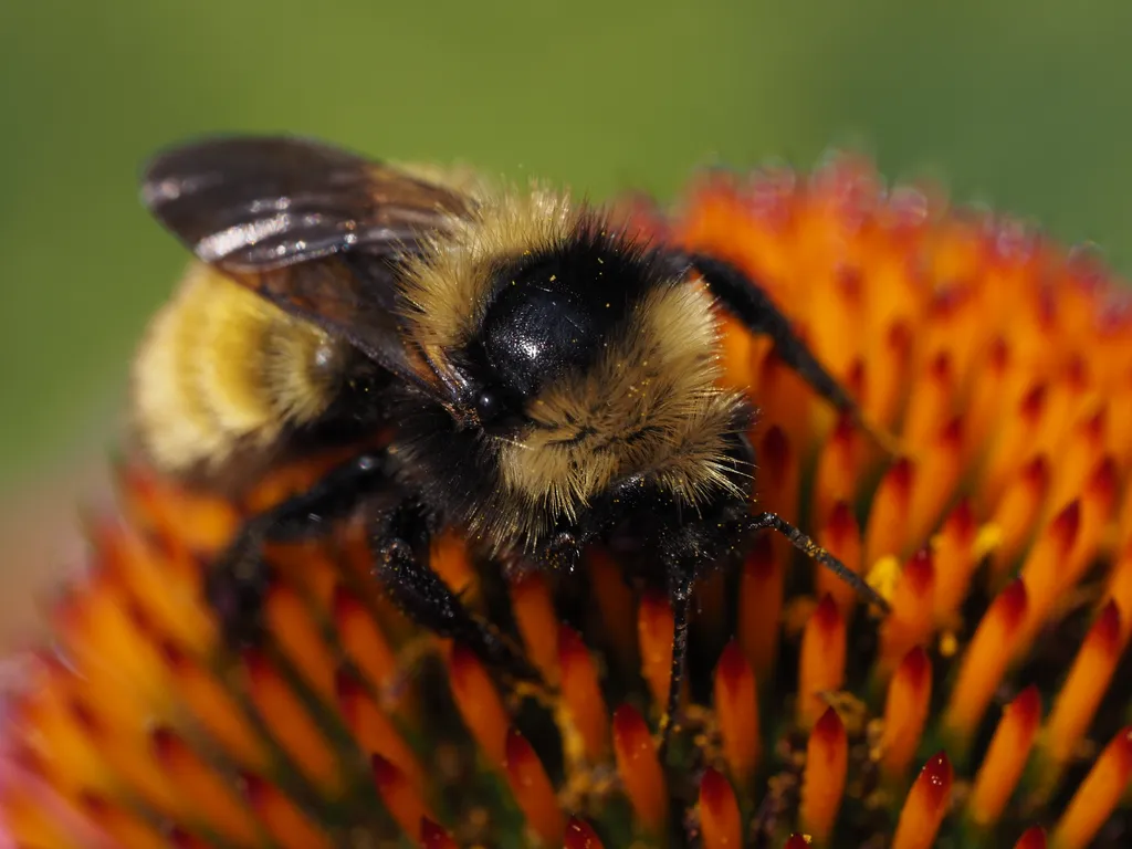 a bee on a flower