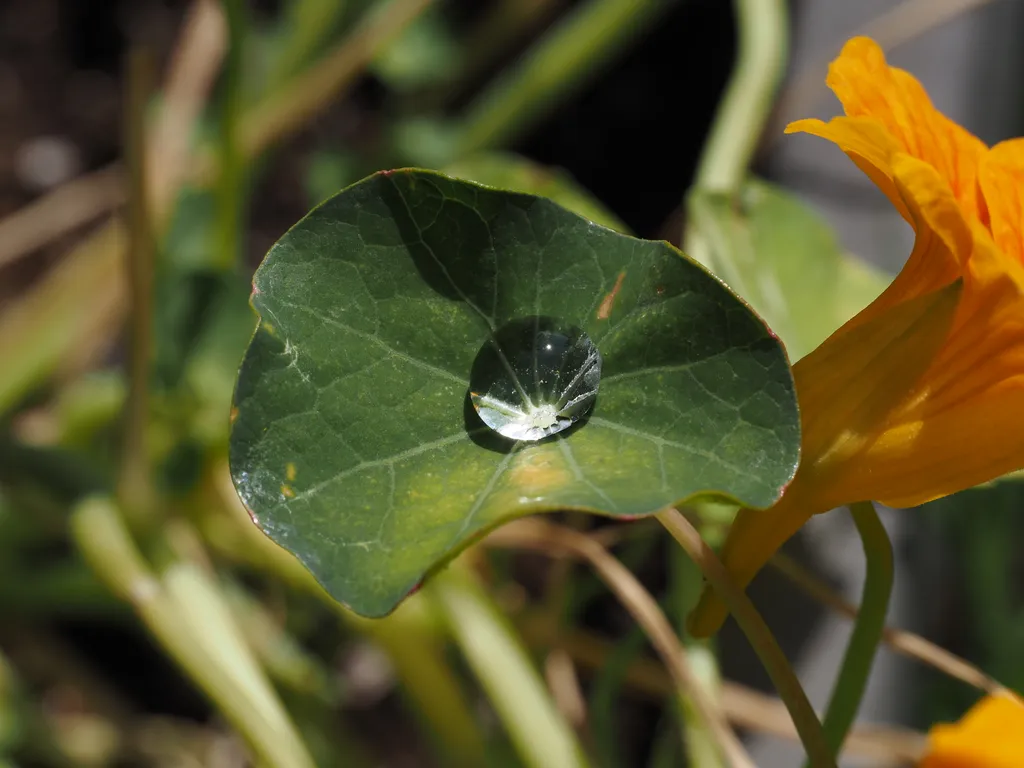 a water dropelt on a leaf