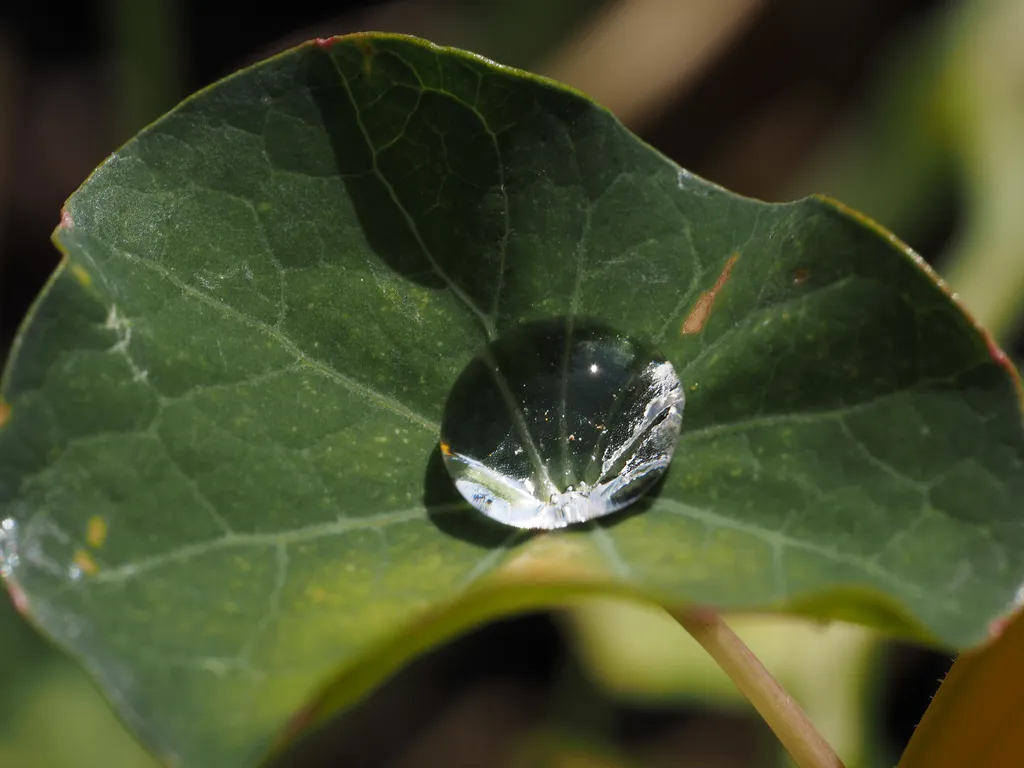 a water dropelt on a leaf