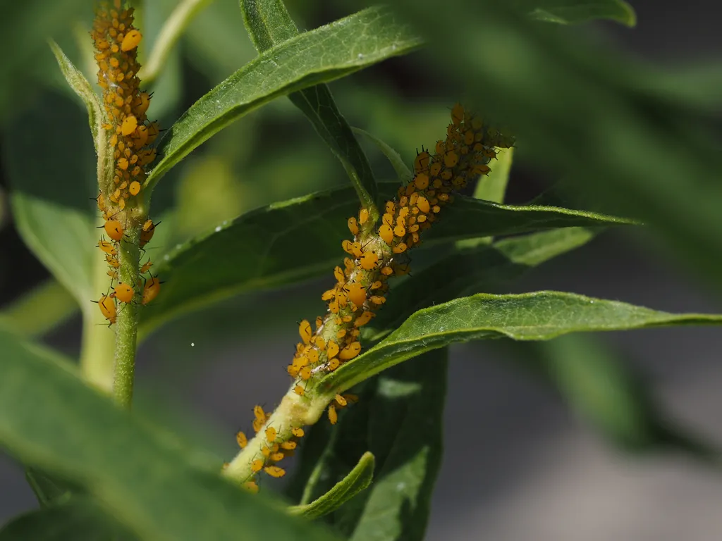 the stalk of a plant covered in aphids