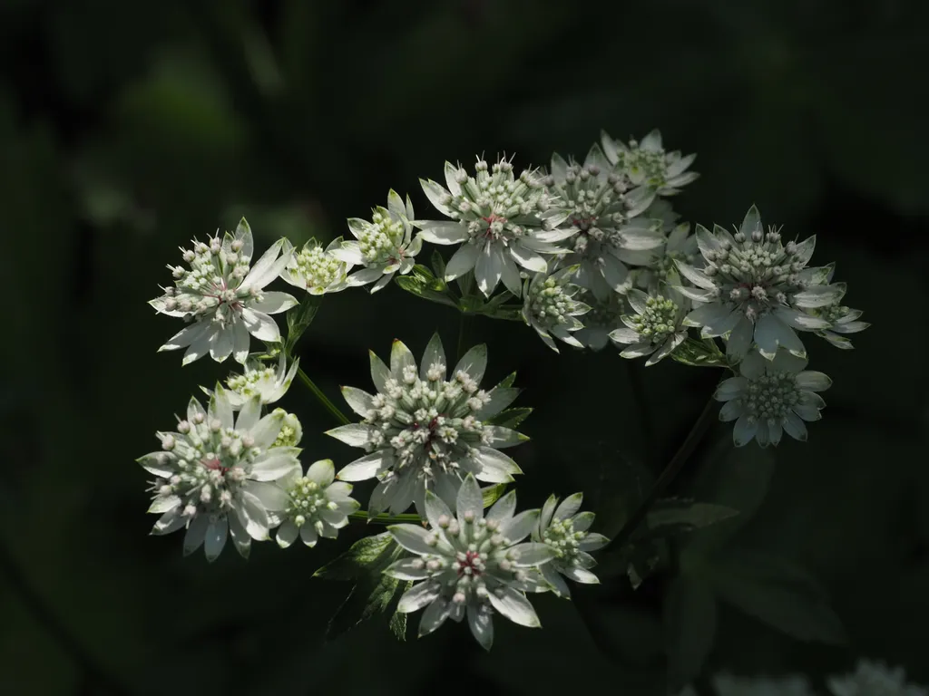 white blooming flowers