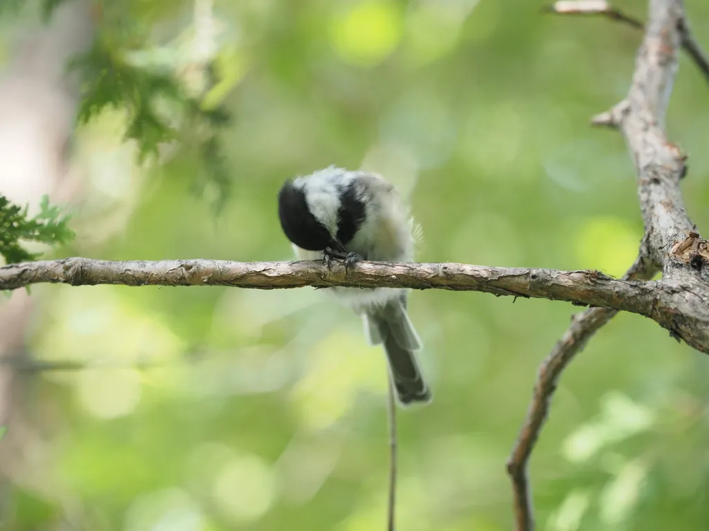 a bird eating a seed in a tree