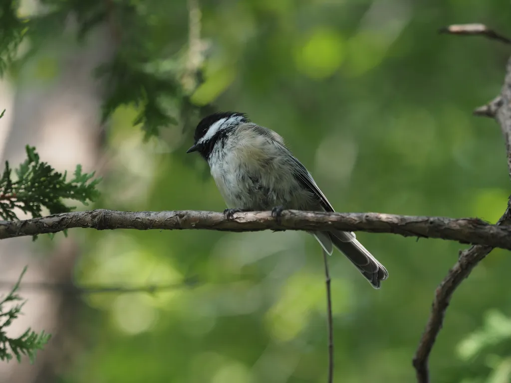 a bird perched in a tree