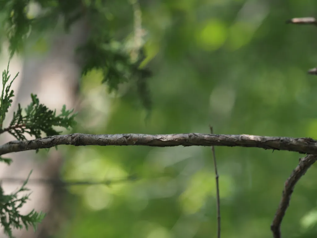 a branch a bird had just perched on