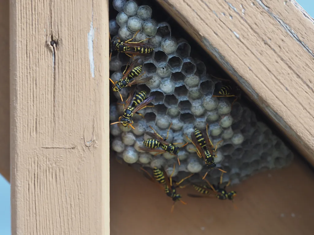 wasps on their nest