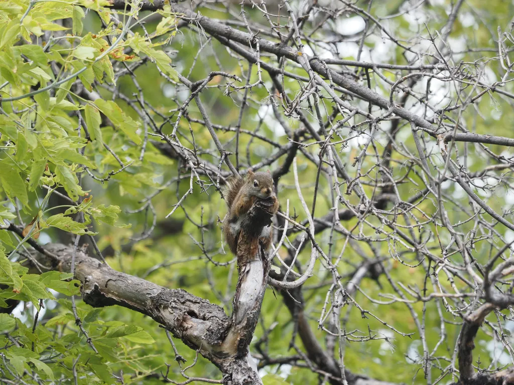 a squirrel at the end of a tree