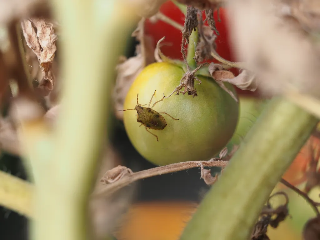 a stink bug on a tomato