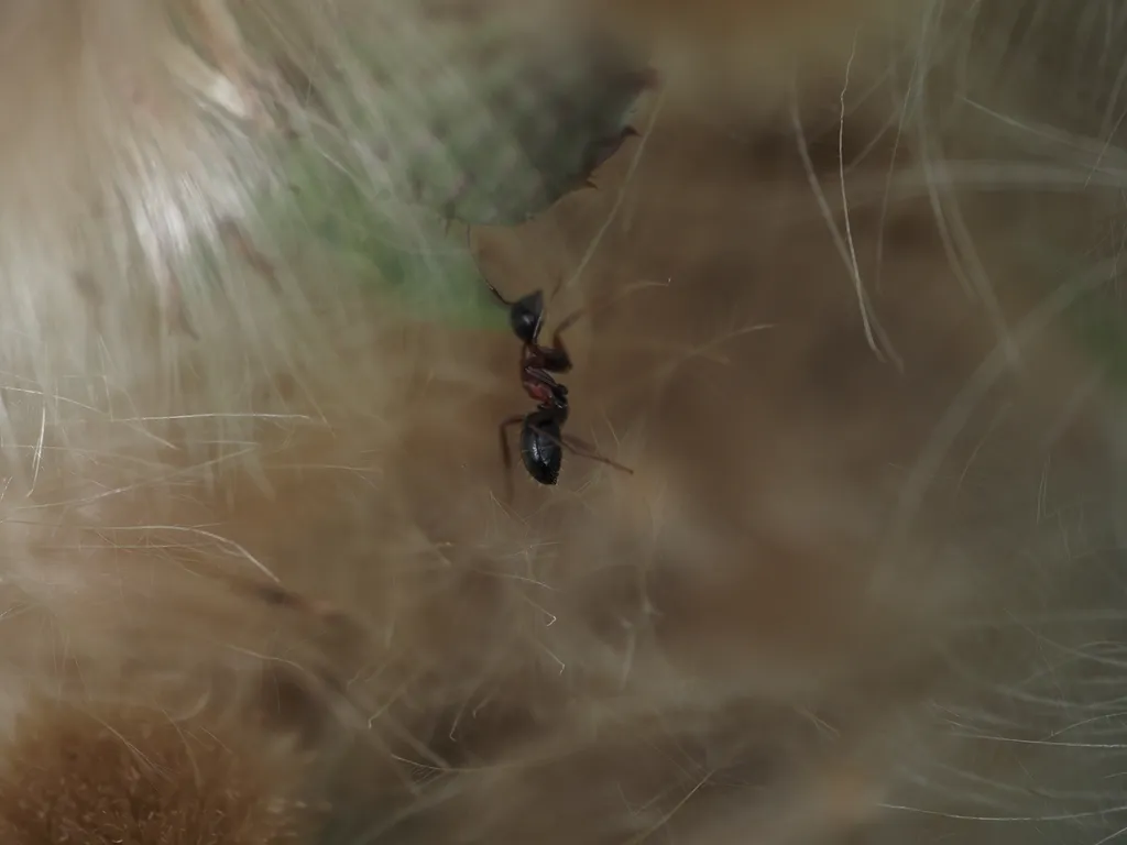 an ant in a mass of seeds