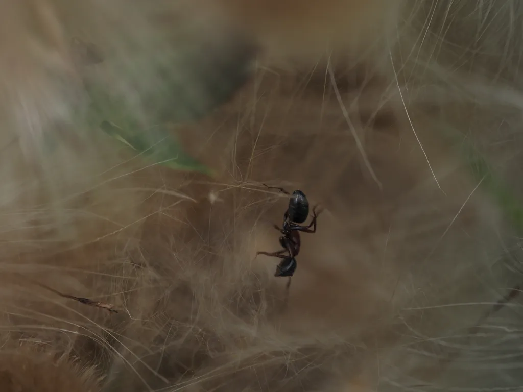 an ant in a mass of seeds