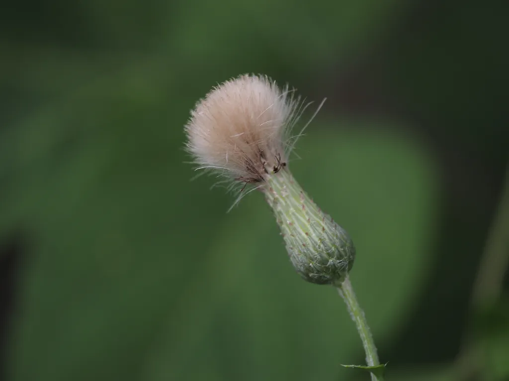 a thistle getting ready to seed