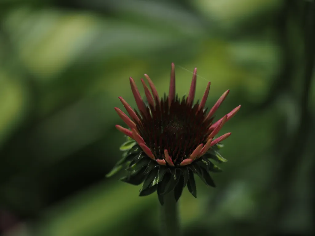 a coneflower getting ready to flower