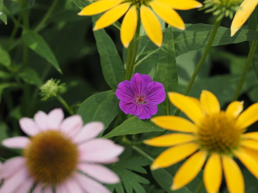 flowers in a garden