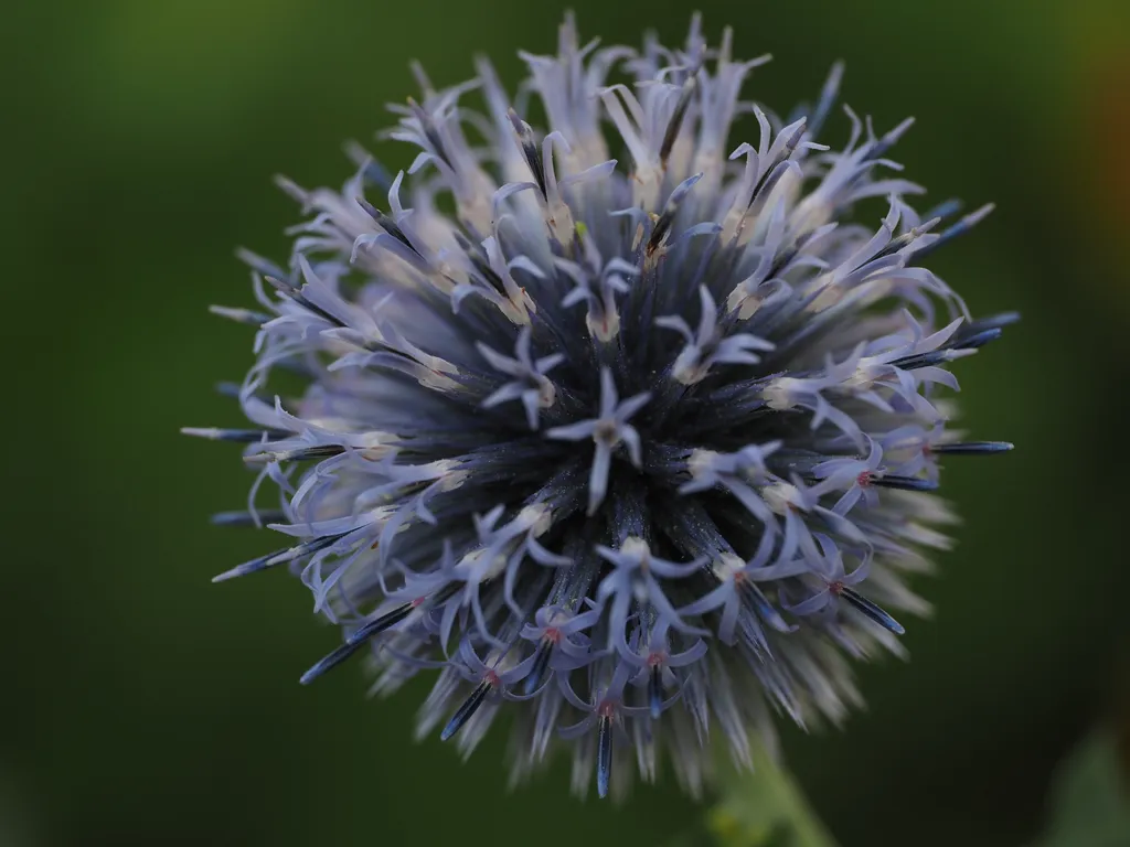 a blue spherical flower