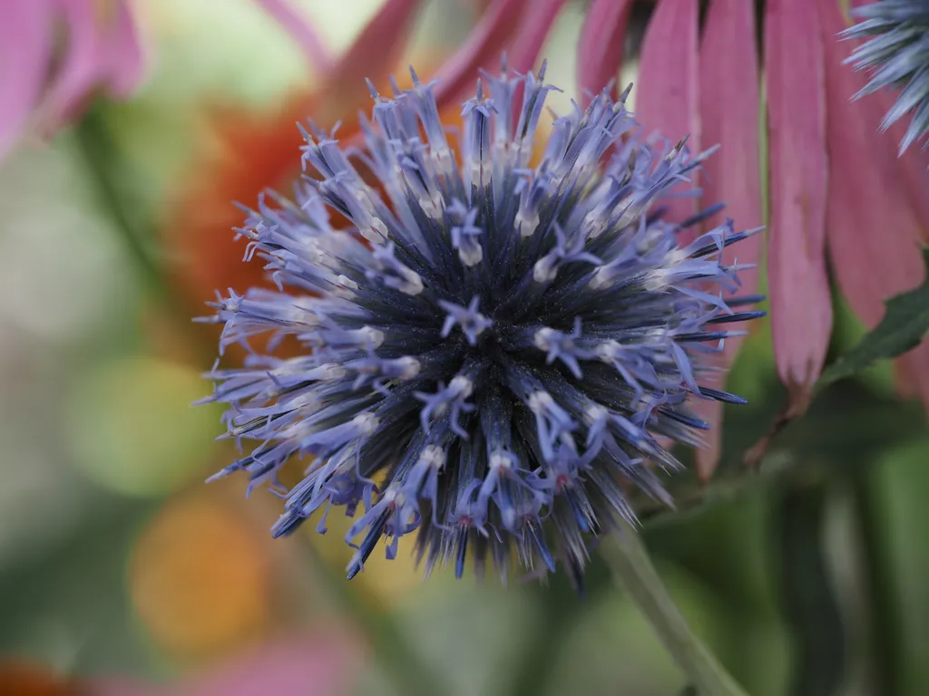 a blue spherical flower