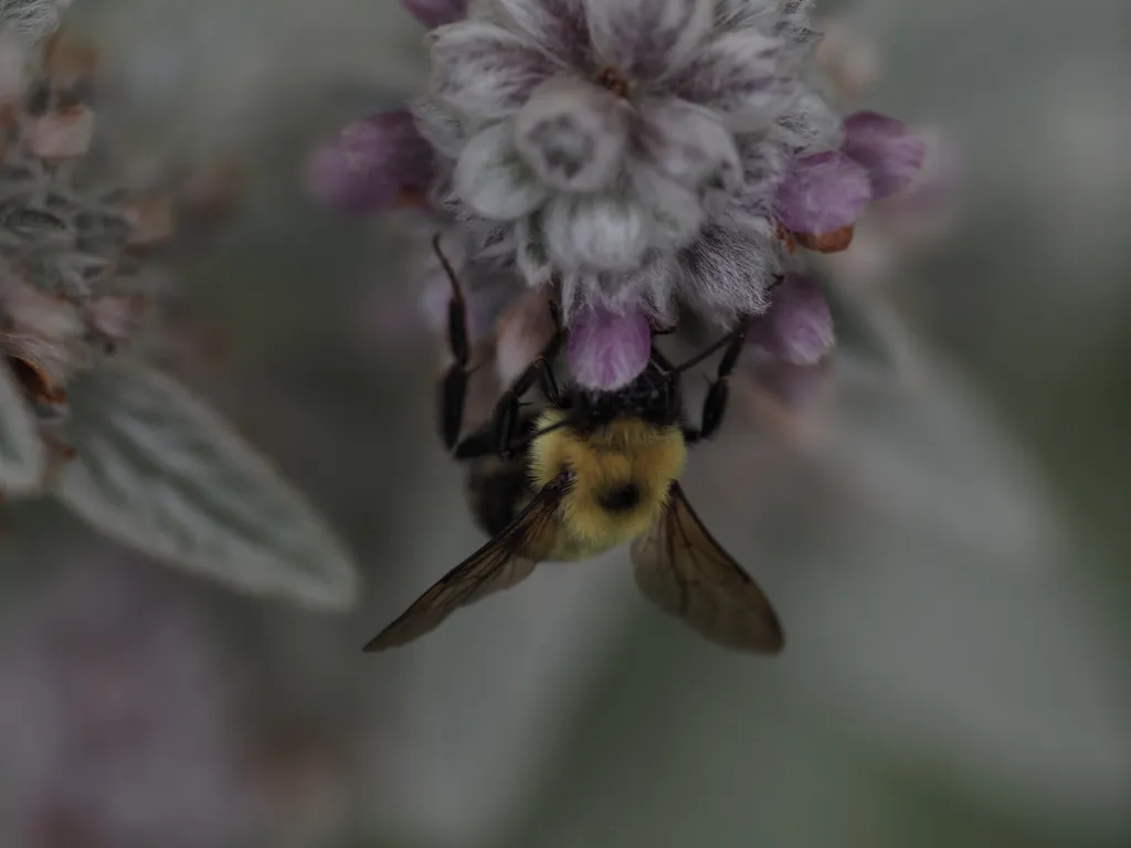 a bee on a flower