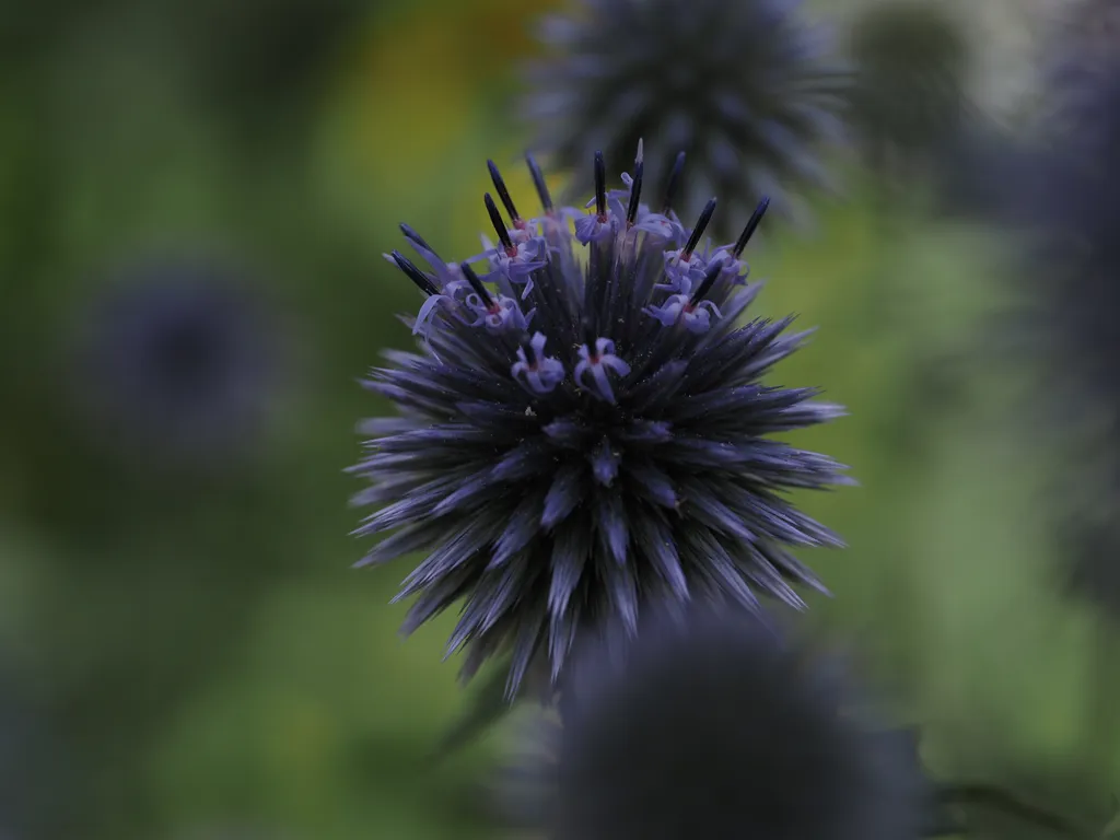 a blue spherical flower