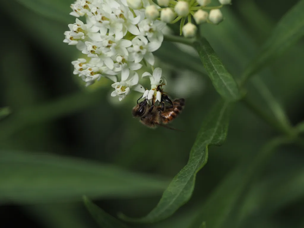 a bee on white flowers